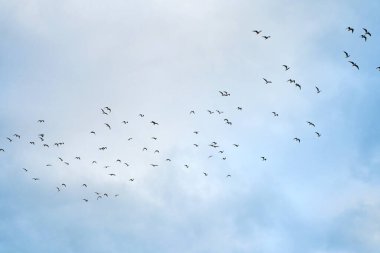 A flock of birds flies overhead in the sky.