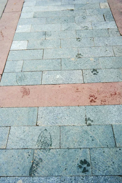 Wet Footprints Dog Paws Sidewalk Tiles — 图库照片