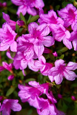Bright pink blooming flowers on an azalea shrub.