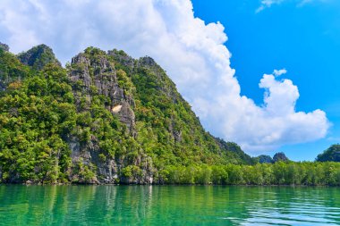Mangrov ormanları arasında saf doğa manzarası nehri.