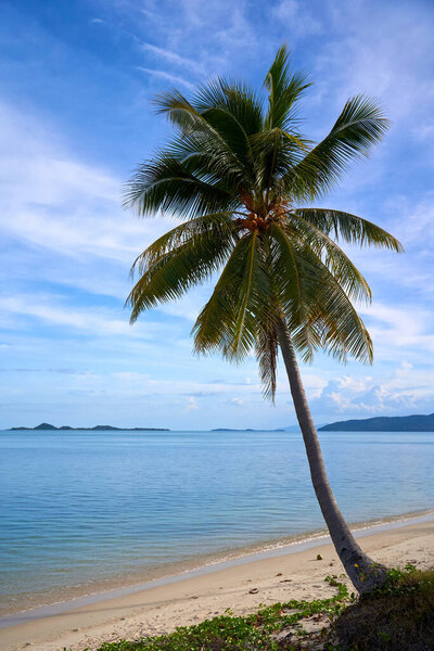 A palm tree on a deserted sandy beach in Thailand overlooking the sea. Vacation season.