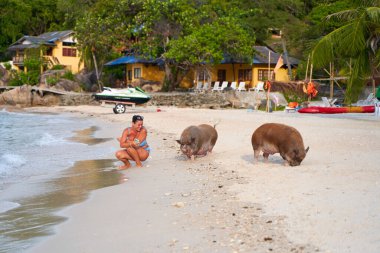 A pig walks on a white sandy beach among vacationers. Samui, Thailand - 09.20.2022