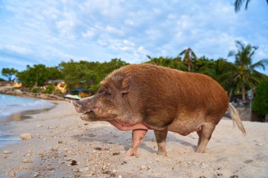 A pig walks and swims in the sea on an exotic beach.