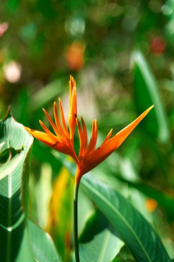 Exotic flowers of the herb hellconia psittacorum in the garden.