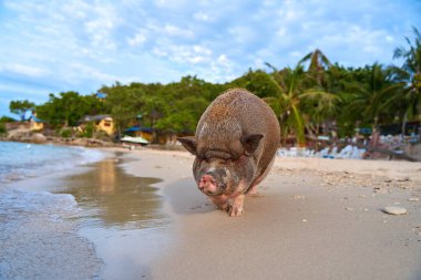 A pig walks and swims in the sea on an exotic beach.