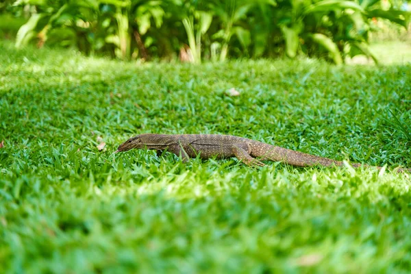 Monitor lizard in the green grass on the lawn in a city park.