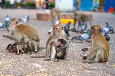 Wild monkeys at the entrance to the Batu Caves take food from the pigeons that visitors feed.
