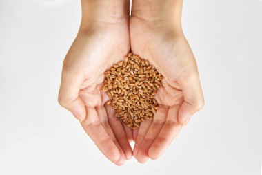 Person hold microgreen seeds wheat in palms against white background.