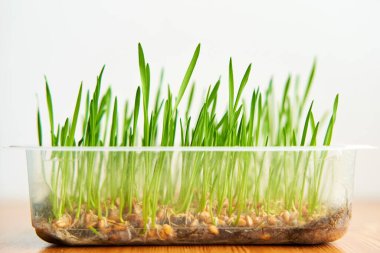 Microgreen wheat planted in plastic box on the wooden windowsill.