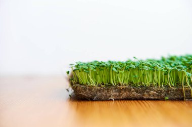 Microgreen seeds mustard grow on fabric, dense lawn on wooden background.