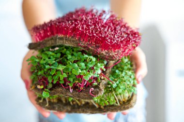 Microgreen plants mix of various plants. Person holding in hand. Growing microgreen mustard, amaranth, radish seeds. Dense greenery growed on fabric.