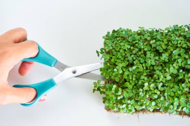 Harvesting microgreens. Person cutting plant with scissors.