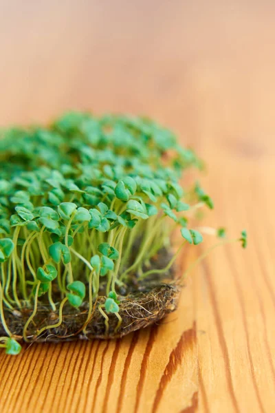 Microgreen seeds mustard grow on fabric, dense lawn on wooden background.