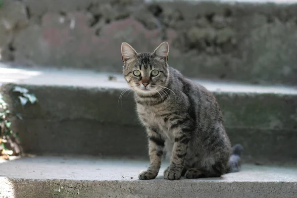 A homeless cat sits on the street. An abandoned animal on the streets of the city.