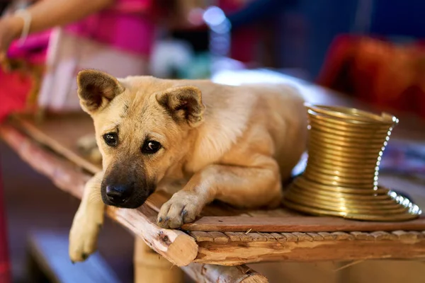 Dog lounging on a bench next to the metal neck rings worn by women of the long-necked tribe. This image celebrates the beauty of cultural traditions and the bond between humans and animals.