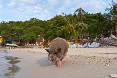 A pig walks and swims in the sea on an exotic beach.