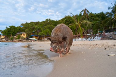 A pig walks and swims in the sea on an exotic beach.
