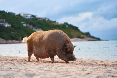 A pig walks and swims in the sea on an exotic beach.