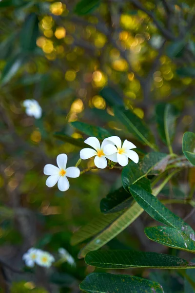 Blooming Frangipani Flowers Tree Branch Green Garden — Stockfoto
