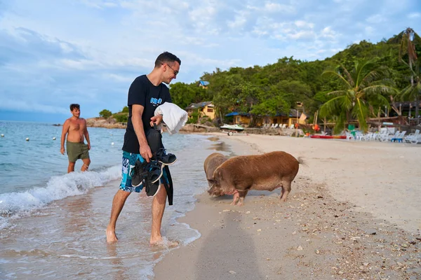 Cerdo Camina Una Playa Arena Blanca Entre Los Turistas Koh — Foto de Stock