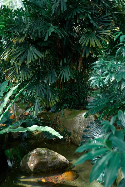 Mysterious Impenetrable Jungle Overgrown Exotic Plants — Fotografia de Stock