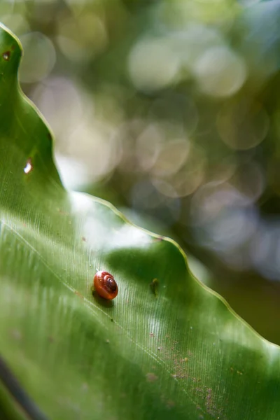 Micro Little Snail Green Plant Leaf Jungle — стоковое фото