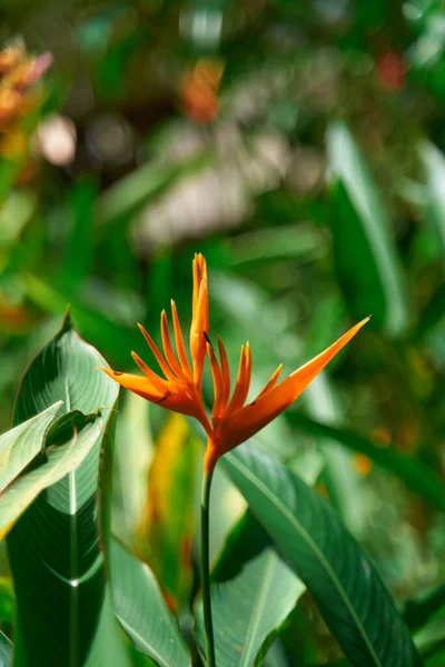 Exotic Flowers Herb Hellconia Psittacorum Garden — Stockfoto