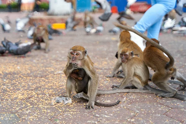 Wild Monkeys Entrance Batu Caves Take Food Pigeons Visitors Feed — Foto Stock