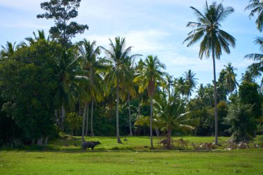 A green palm plantation by the sea with a buffalo grazing in it.