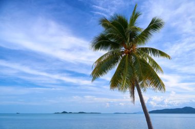 A palm tree on a deserted sandy beach in Thailand overlooking the sea. Vacation season.