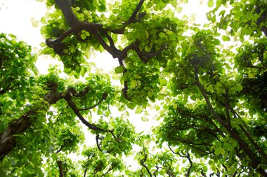 Yeşil yapraklı ağaç dallarının altından bir manzara.