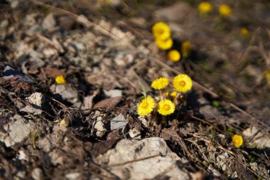 İlk bahar sarı karahindiba yerden fırlar.