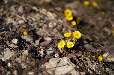 First spring yellow dandelion pop up from the ground.