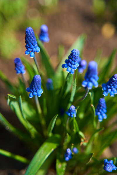 голубой гиацинтовый цветок цветет в летнем саду.