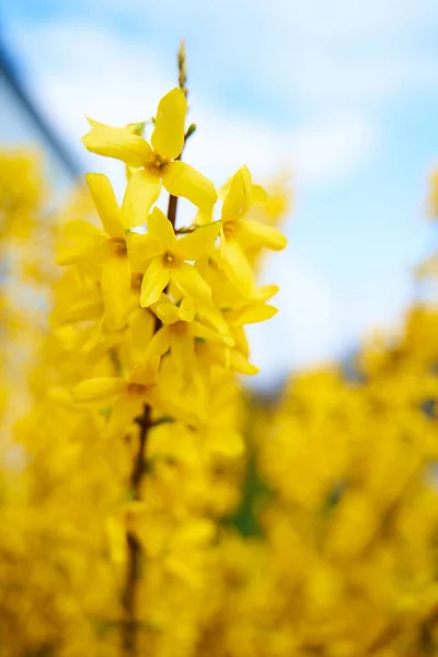 Ramo Flor Primavera Flores Amarelas Contra Céu Azul — Fotografia de Stock