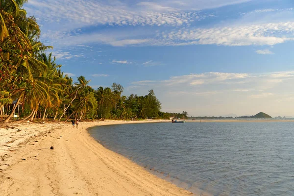 Okyanustaki Kumlu Plaj Inanılmaz Palmiye Ağaçları Var Ama Insan Yok — Stok fotoğraf
