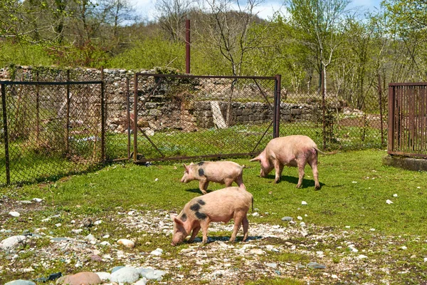 Жизнь Семейства Свиней Деревне Разведение Свиней — стоковое фото