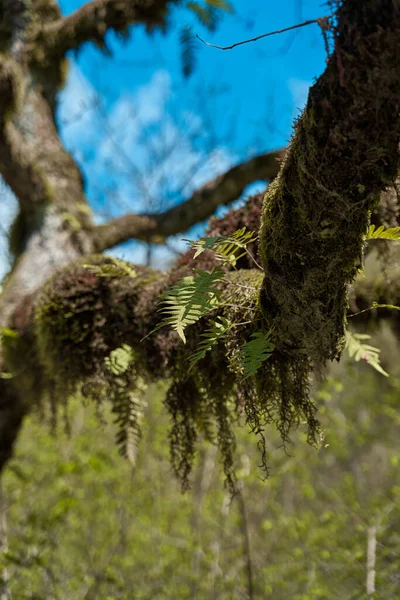 Branch Fallen Tree Covered Moss Greenery — Fotografia de Stock