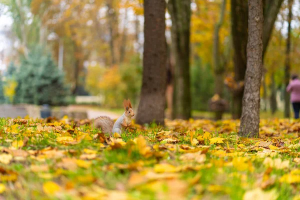 Tüylü, güzel bir sincap, sonbaharda şehir parkında düşen sarı yaprakların arasında yiyecek arıyor..