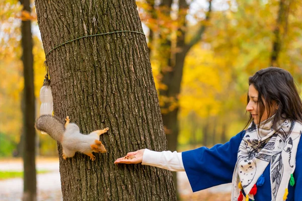 Squirrel Sitting Tree Trunk Takes Nuts Person Hand Autumn Park — Stock Photo, Image