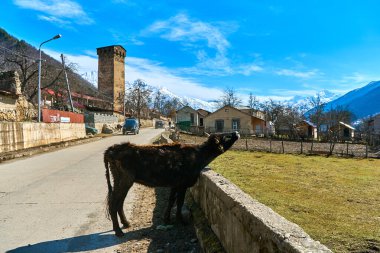 A young bull enjoys the early spring sunshine while basking by the fence along the road.