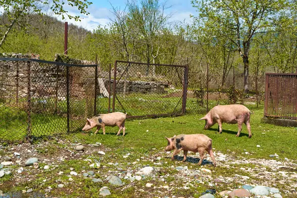 Köydeki domuzlardan oluşan bir ailenin hayatı. Üreyen domuzlar.