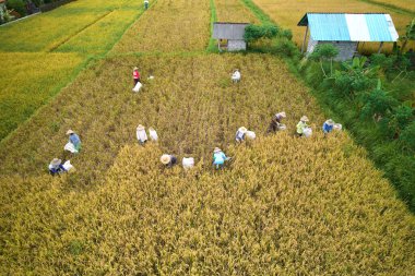 Hasat zamanı pirinç tarlasında uçan dronun fotoğrafı. Bir grup insan orakla pirinç biçiyor ve onları torbaya koyuyor.