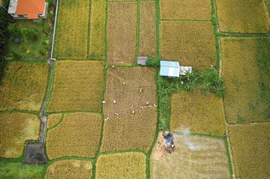 Hasat zamanı pirinç tarlasında uçan dronun fotoğrafı. Bir grup insan orakla pirinç biçiyor ve onları torbaya koyuyor.