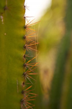 Batan güneşin aydınlattığı bir kaktüsün keskin iğnelerinin yakın çekimi.