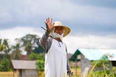 Hasır şapka takan, elinde orak bıçağı tutan ve sıcak bir günde tarlada pirinç sapı kesen Asyalı bir çiftçinin duygusal portresi. Bali, Endonezya - 12.03.2022