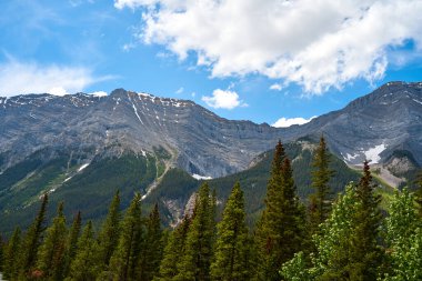 Alberta 'nın kayalık dağları güneşli bir yaz gününde kozalaklı ormanlarla çevrilidir.
