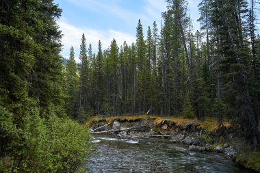 Kanada 'nın Alberta dağlarındaki kozalaklı bir ormanın içinden temiz bir dağ nehri akar.