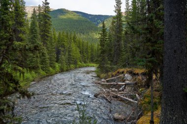 Kanada 'nın Alberta dağlarındaki kozalaklı bir ormanın içinden temiz bir dağ nehri akar.