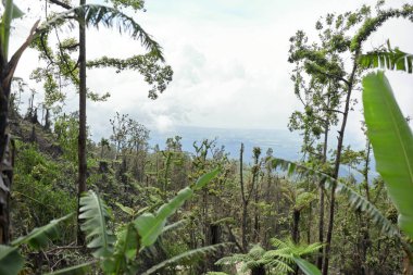 Kül patlamasından sonra yok olmuş bir ormandaki mistik atmosfer. Orman, bulut ya da sisle kaplı bir dağda yeniden doğar.